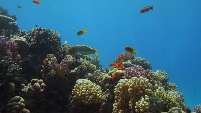 The colorful hard corals that Scalefin Anthias live in.