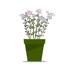 Thyme hand drawn illustration isolated on white background