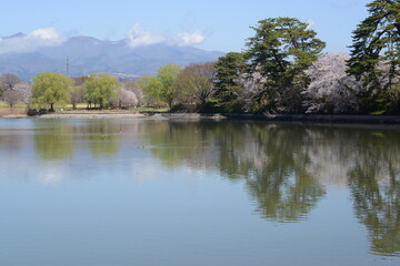 Fototapeta na wymiar 春の水辺と桜の織りなす風景