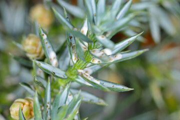 Juniper scale (Carulaspis juniperi ) on juniper (Juniperus spp. ). It is a dangerous and common pest of junipers in gardens.