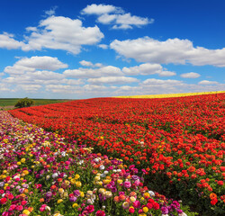 Bright festive red blooming field