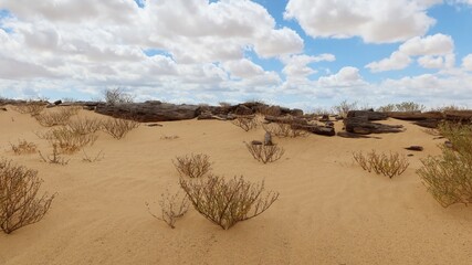 Plants and herbs in the arid sandy desert of Fayoum in Egypt