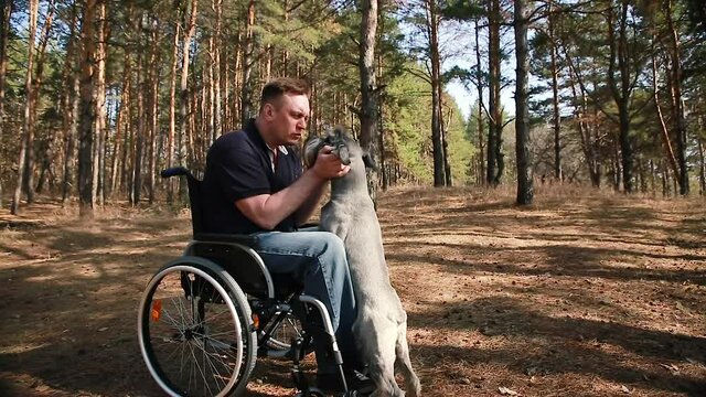 A young disabled man in a wheelchair and a dog in the park. Portrait of a handsome man stroking a charming trained dog, relaxing together in nature. Selective focus