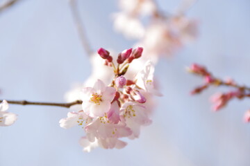 淡墨桜