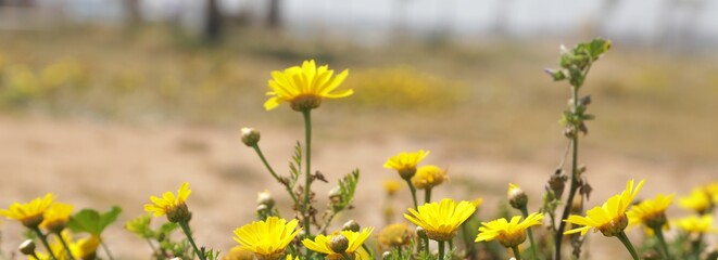 Meadow with lots of yellow flowers and dandelions in sunny day ,cyprus