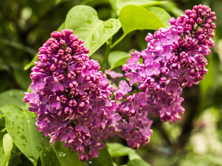 Lilac branch bloom.Blooming lilac after rain