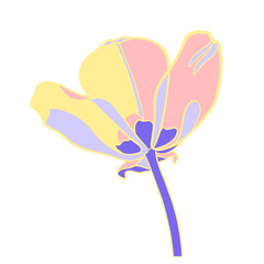 Pink-yellow tulip on a white background. Floral illustration.