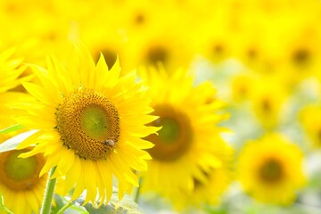 Fototapeta premium 満開のヒマワリ畑で蜜を集める蜂