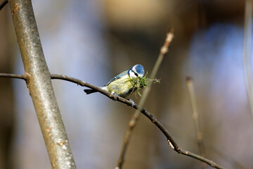 Blue tit with a beak full of moss to line the nest