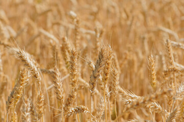 golden spikelets of wheat in the field close up. Ripe large golden ears of wheat against the yellow background of the field. Close-up, nature. The idea of a rich summer harvest, farming