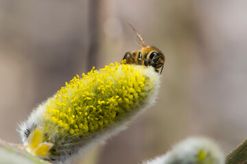 bee collects pollen on a yellow spring flower. willow branch with yellow spring flowers. delicate willow flowers in spring. Active work of bees to collect pollen. lot of pollen and nectar. close-up