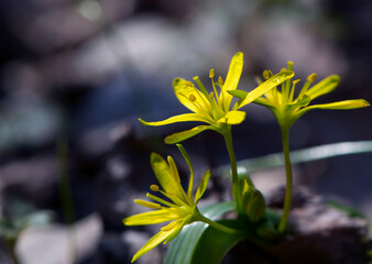 Field Gagea flower, or Goose onion, or Bird's bow. yellow flower with green leaves. Spring flowers in the forest. Soft selective focus. first delicate yellow flowers, natural background, close-up