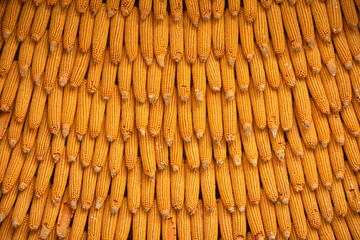 Corn texture for background wallpaper. background from corn. top quality orange maize with large maize form