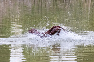 Fototapeta premium Irish setter running in the water of a pond
