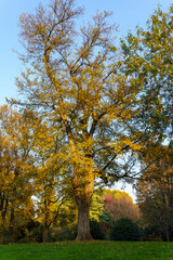 Historic Sempione park in Milan at November