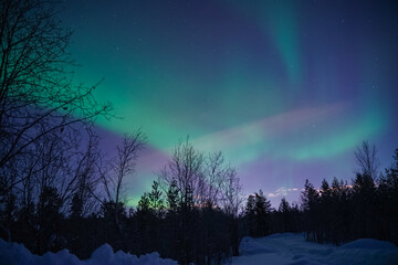 Fototapeta premium northern lights (aurora) in the winter forest