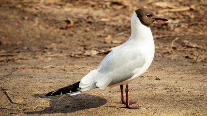 shore gull stands on the asphalt road