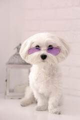 white maltese dog wearing purple  glasses  Sitting on the wood floor and looking at the camera.White background. wuyh copy space .  Funny Pets concept .