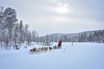 a husky dog sled carrying a sleigh with people in a snowy forest