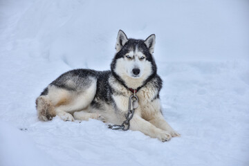husky lying in the snow