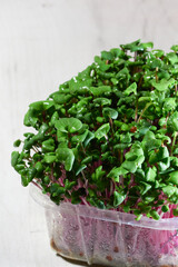 microgreen radish fresh in a container