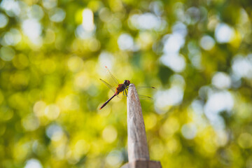 Dragonfly