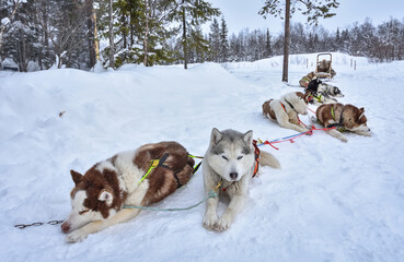 husky sled resting in a snowy forest