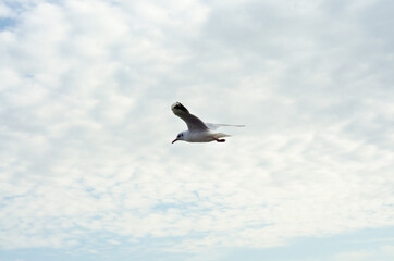 seagull in flight