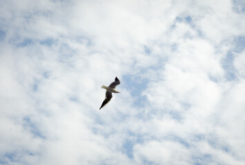 seagull in flight