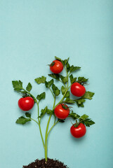 Creative layout Ripe red tomatoes on branches of green parsley concept blooming tree. Flatlay, top view, copy space, tomato design