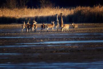Dancing wild animals, morning celebration.