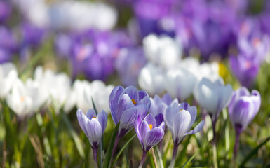 white and purple crocus flowers in the spring time, shallow depth of field