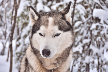 portrait of a husky in a snowy forest