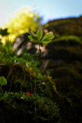 plant growing in the soil
