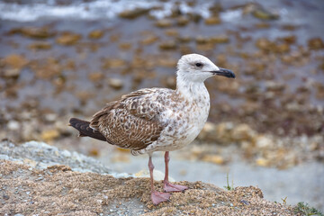 seagull standing by the sea on a cliff