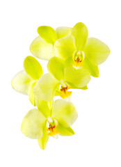 Yellow orchid flower