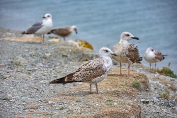 seagulls standing by the sea on a cliff