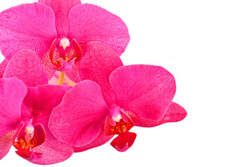 Pink orchid flower