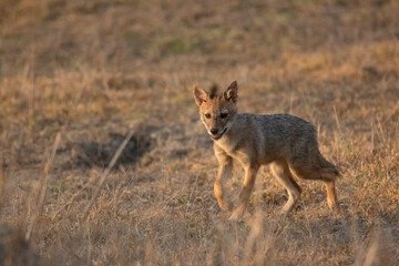 Indian Jackal Pup, (Canis aureus), Kanha, Madhya Pradesh, India