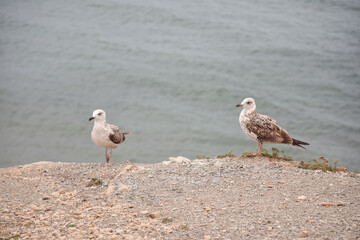 seagulls standing by the sea on a cliff