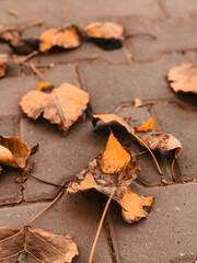 autumn leaves on the ground