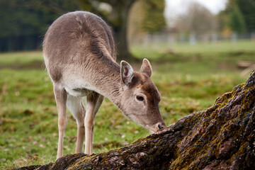 Female fallow deer (Dama dama) grazing on green pasture in Pforzheim Buechenbronn Wildpark, Germany