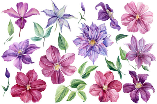 Clematis flowers on an isolated white background. Watercolor illustration. Floral clipart
