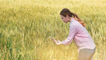 Asian young woman farmer examines quality of organic rice field and sends data to the cloud from the tablet. Smart farming and digital agriculture.