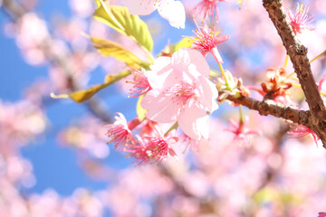 さくら 桜 サクラ ピンク 花びら 花見 美しい 綺麗 穏やか 晴れた 
