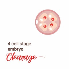 Illustration of a 4 cell stage embryo. Four cell stage icon. Vector cleavage 4 cell. Illustration cleavage