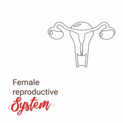 Uterus human figure Illustration material, Human anatomy. Female reproductive system, Minimalist female reproductive organs. Organs location scheme uterus, cervix, ovary, fallopian