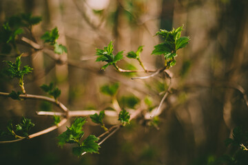 Green leaves bloom on a branch. Spring time of the year. Beautiful background blur.
