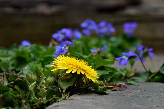 yellow flowers on the ground.  A dandelion and some purple violets grow between the pavers in our yard here in Windsor in Broome County in Upstate NY.  