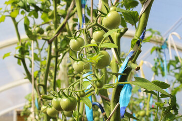 Beautiful young green tomatoes growing in a greenhouse. Close-up. Background.